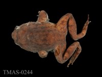 藏品(福建大頭蛙)的圖片